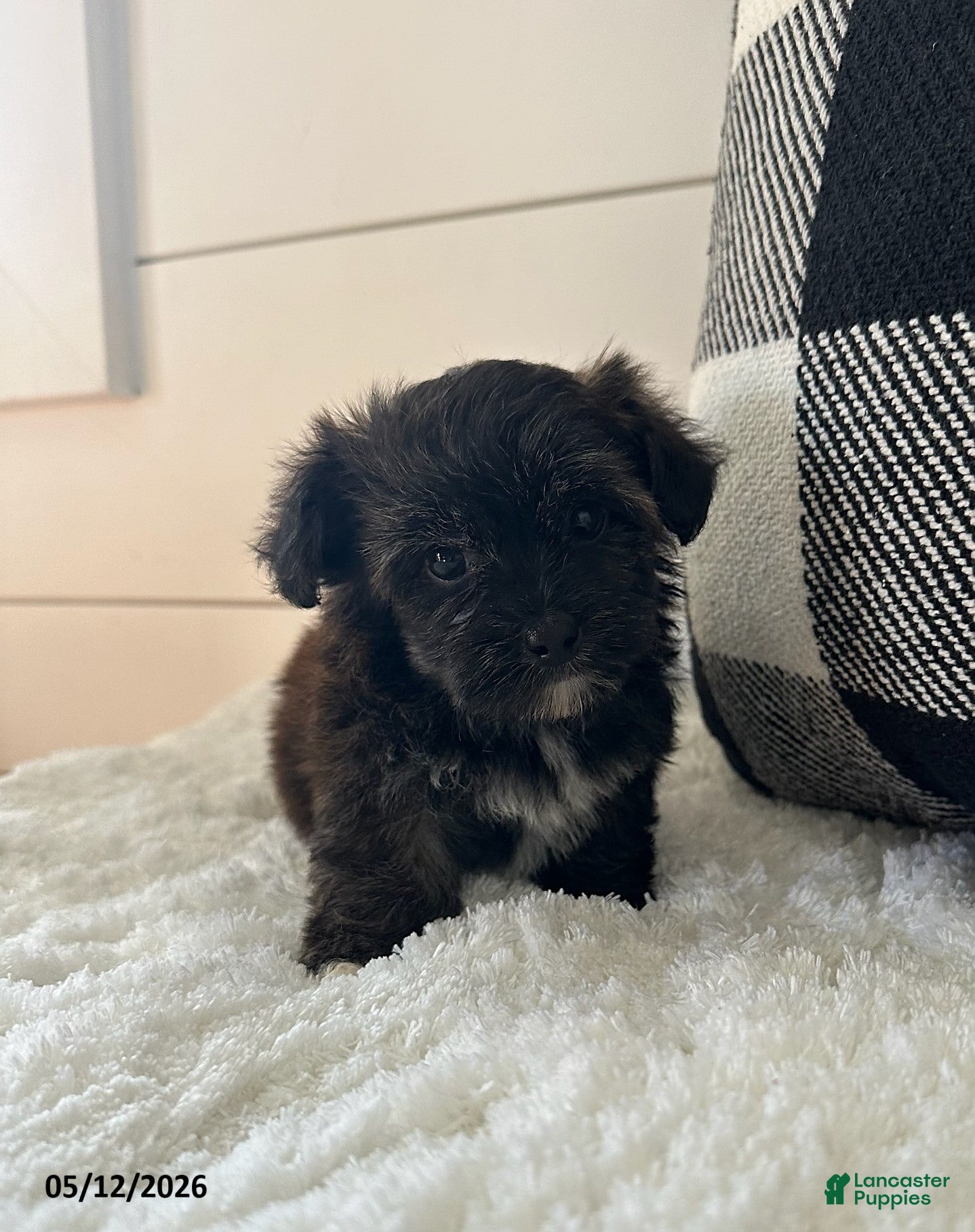 Yorkiepoo dogs Milo - Ad 1