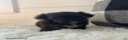 Yorkiepoo dogs for sale: Milo - Ad 1