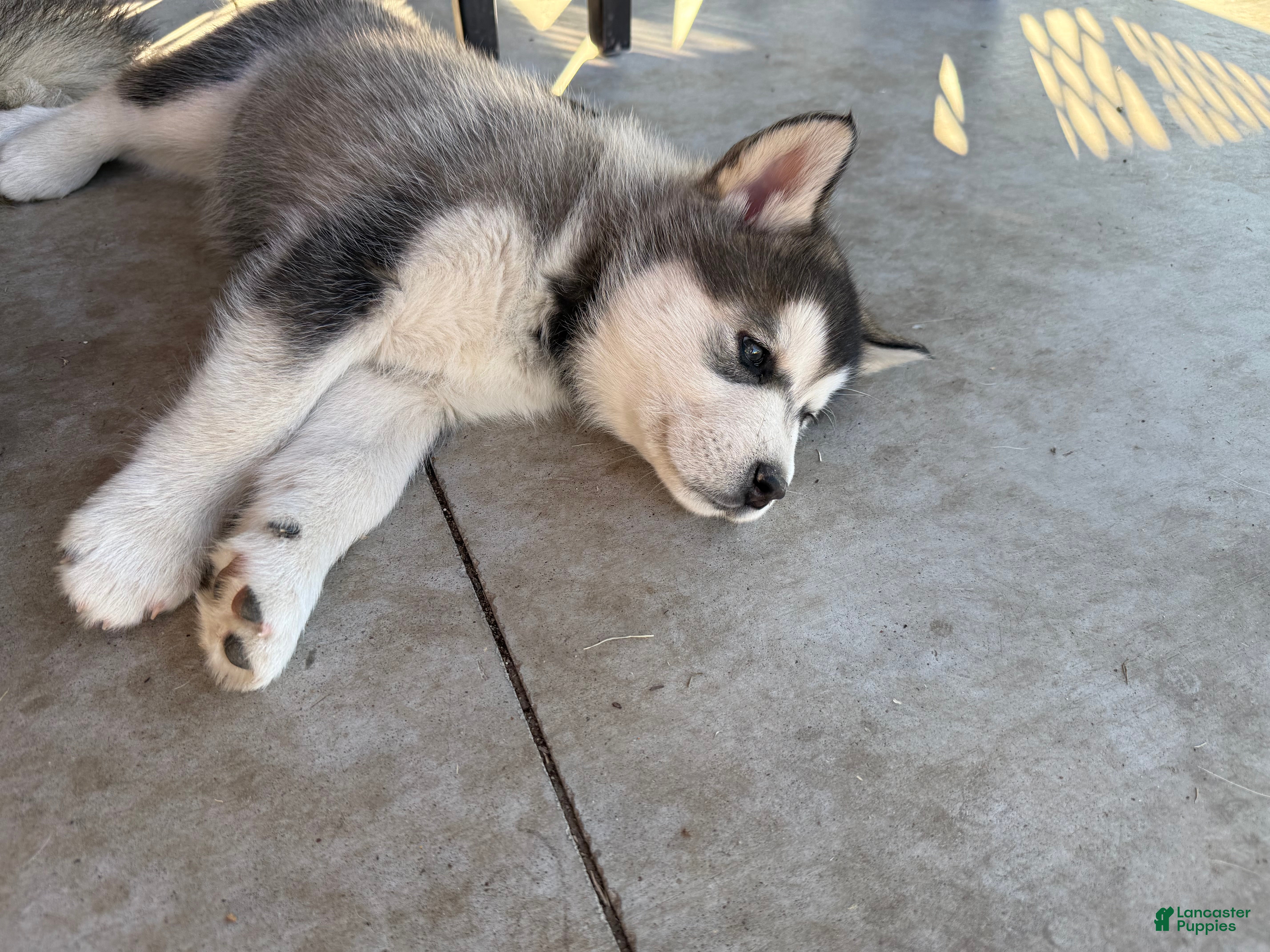 Alaskan Malamute dogs Alaskan Malamute Puppy 4 - Ad 10