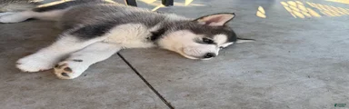 Alaskan Malamute Puppy 4