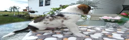 Mixed Breed dogs for sale: Mixed Breed 1 Davon - Ad 3