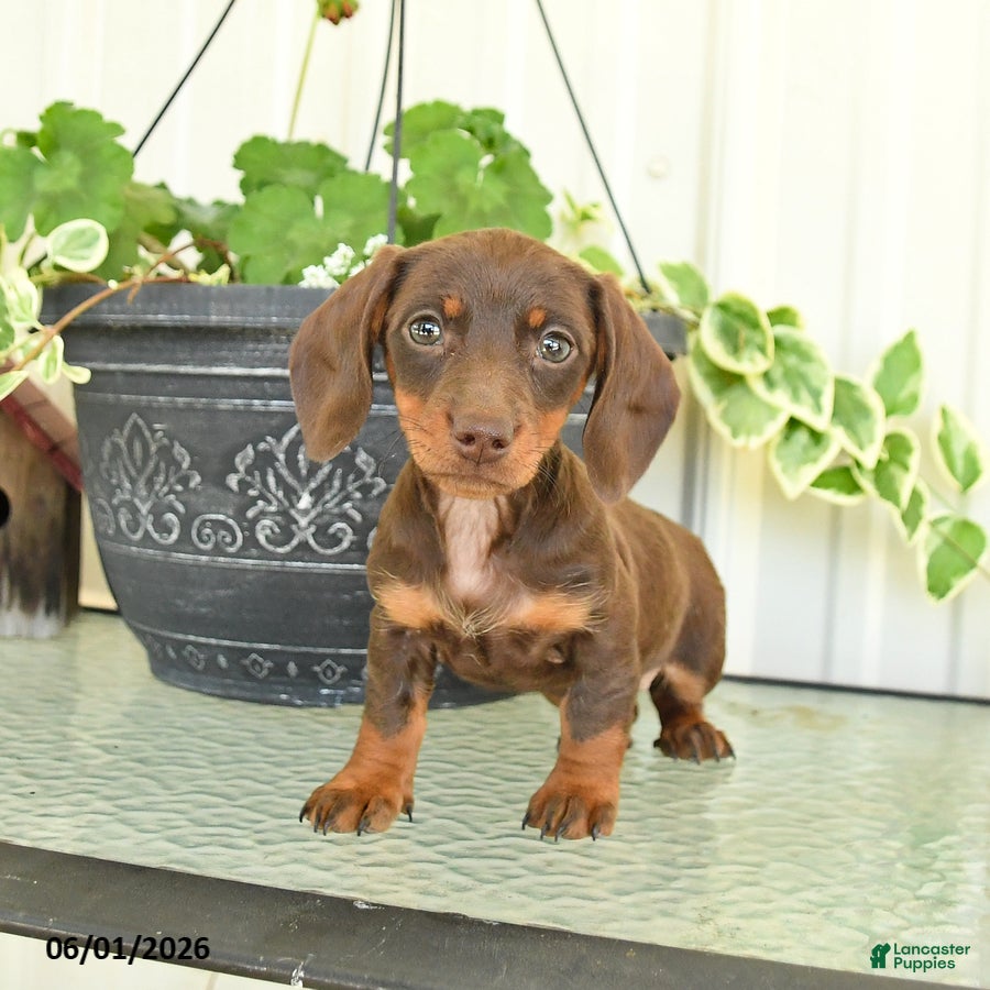 Dachshund dogs Marcy - Ad 2
