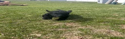 Labradoodle dogs for sale: Shadow - Ad 18