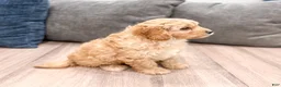 Cavapoo dogs for sale: Charlie - Ad 3