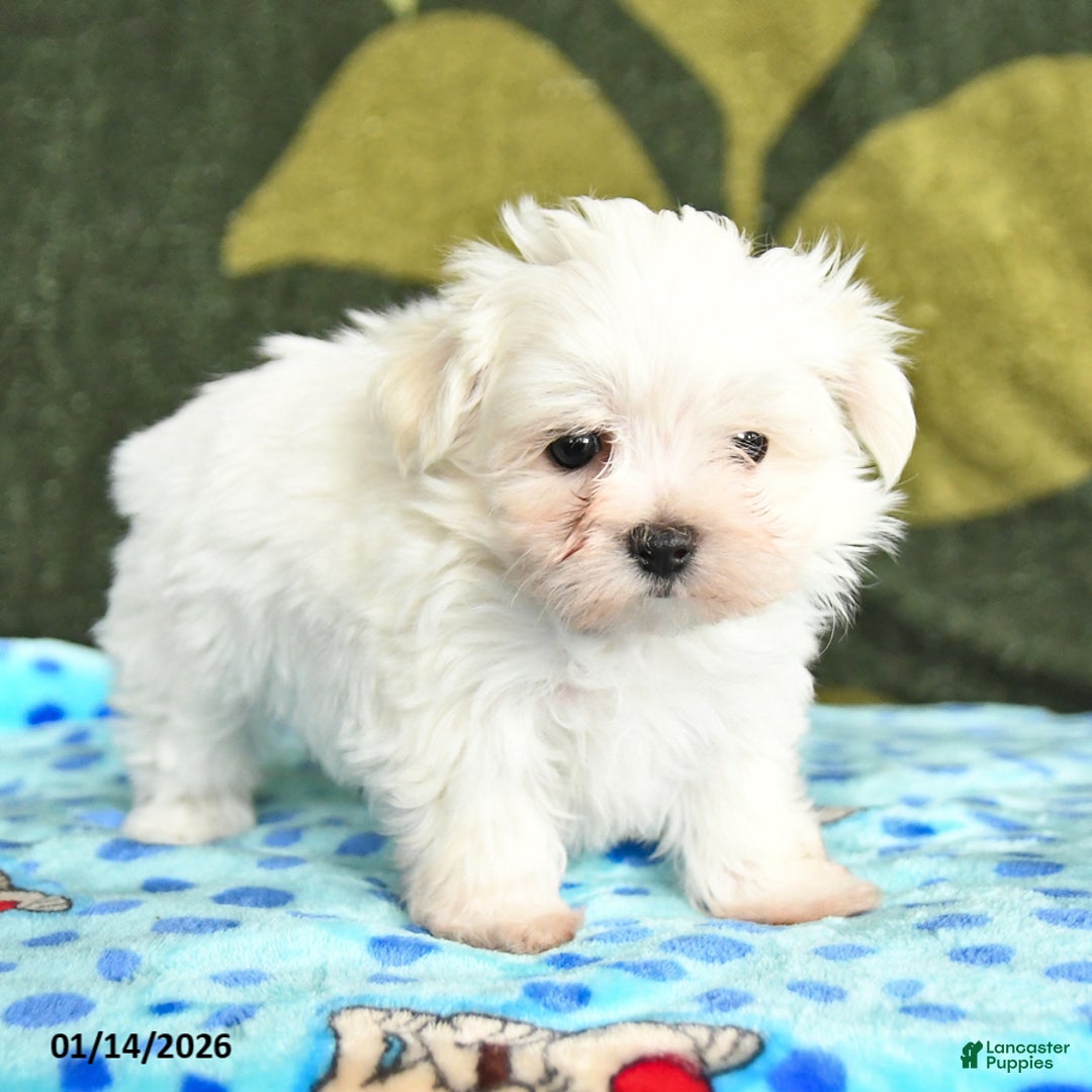 Maltese dogs for sale: Ian - Ad 4