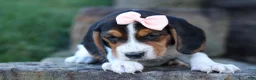 Beagle dogs for sale: Cleo 🌸 - Ad 11