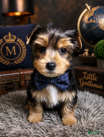 Yorkshire Terrier dogs for sale: Ace - Ad 1