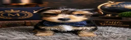 Yorkshire Terrier dogs for sale: Ace - Ad 1