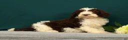 Mini Bernedoodle dogs for sale: Porter - Ad 5