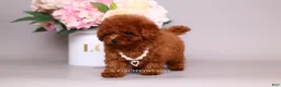 Toy Poodle dogs for sale: HÉLÈNE TINY RED TEACUP TOY POODLE GIRL - Ad 4