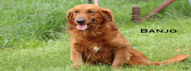 Banjo