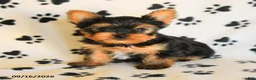Yorkshire Terrier dogs for sale: James    - Ad 5