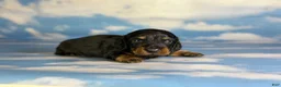 Miniature Dachshund dogs for sale: Paco LH  - Ad 3