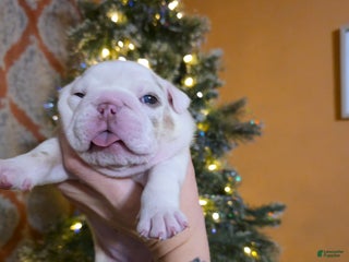 English Bulldog dogs English Bulldog Puppy 1 - Ad 11