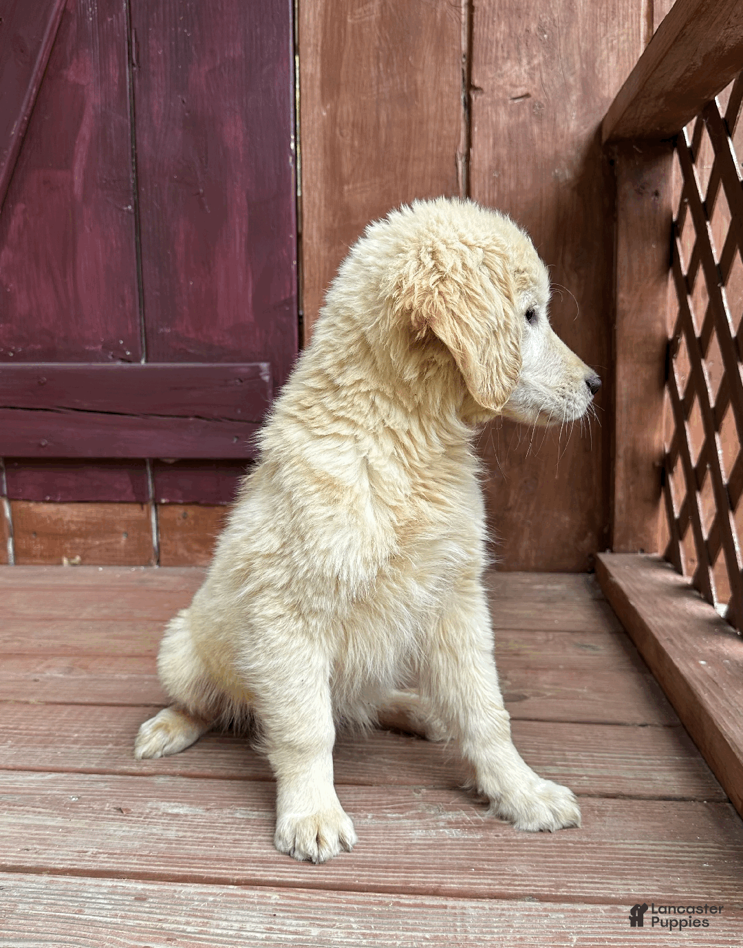 Golden Retriever dogs for sale: AKC Hansel - Ad 2