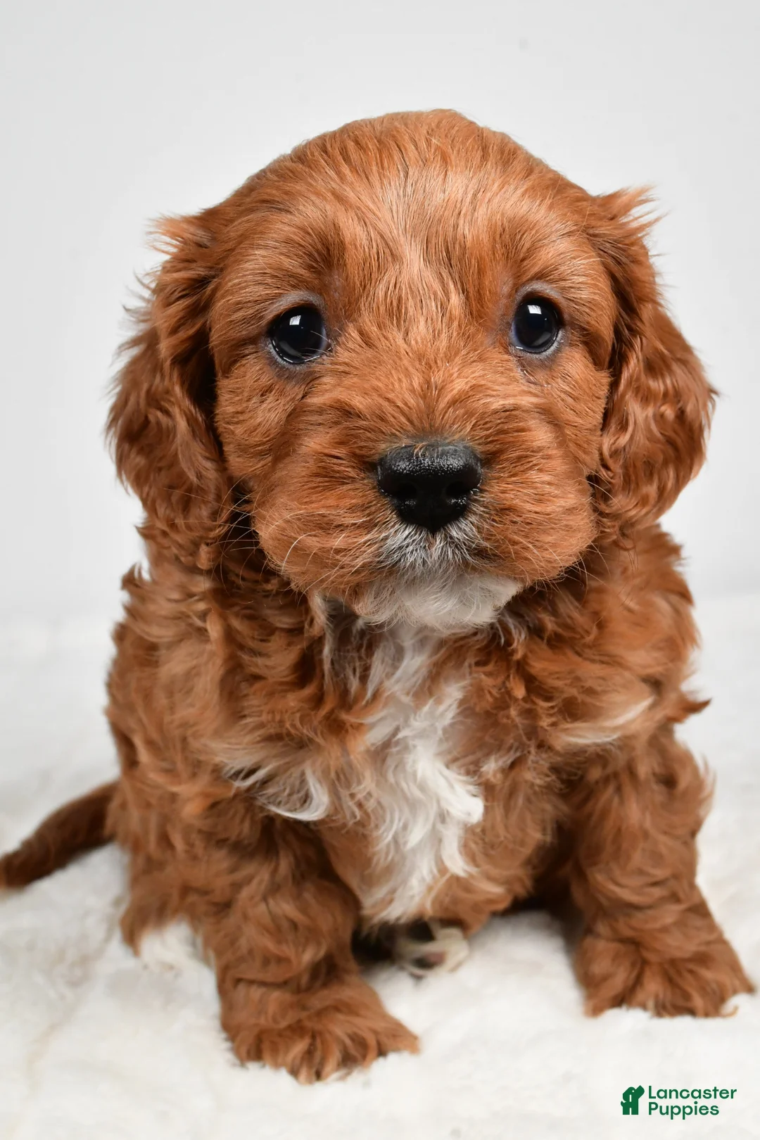 Cavapoo dogs for sale: Skittles - Ad 15