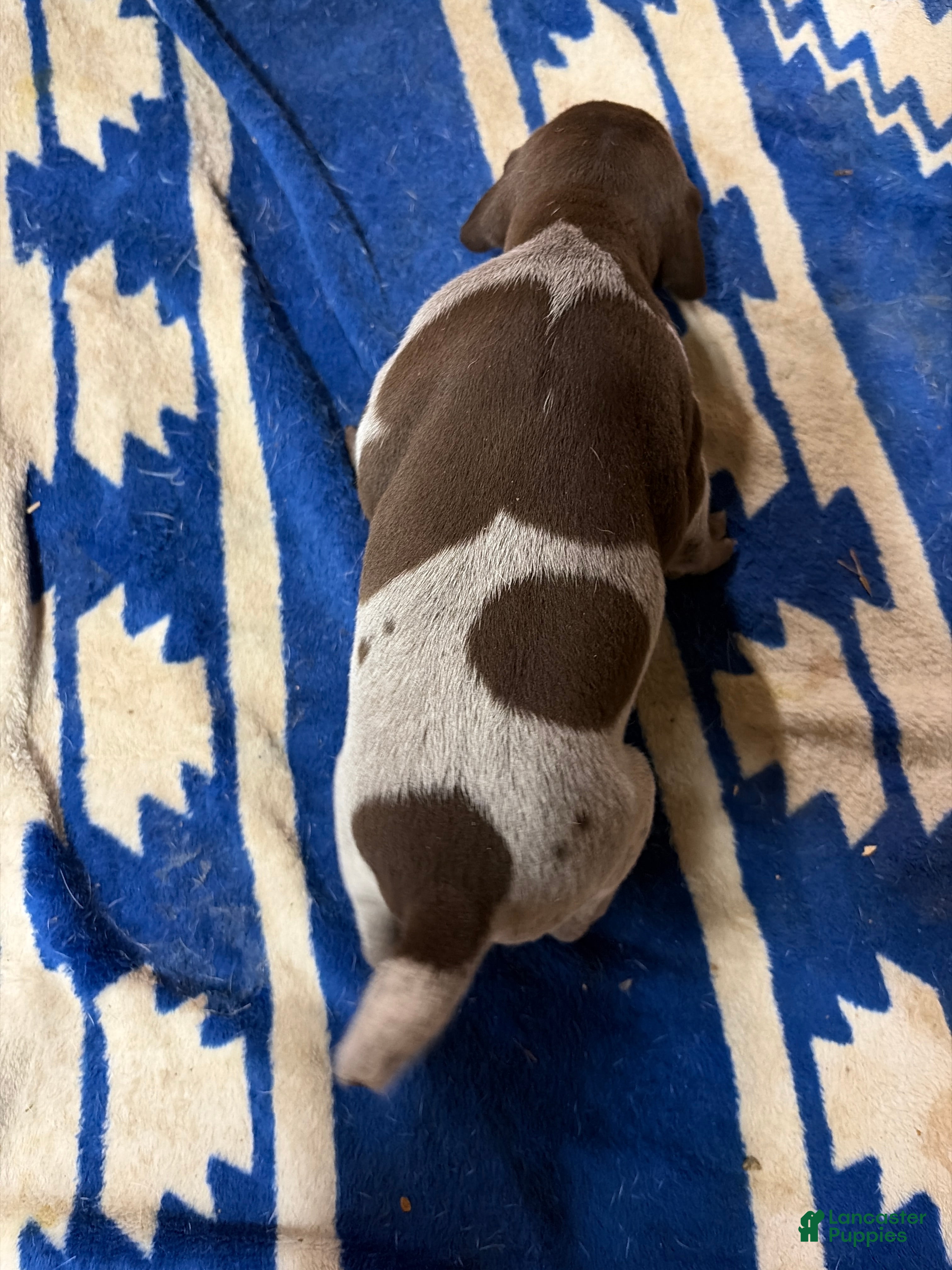 German Shorthaired Pointer dogs German Shorthaired Pointer 2 - Ad 38