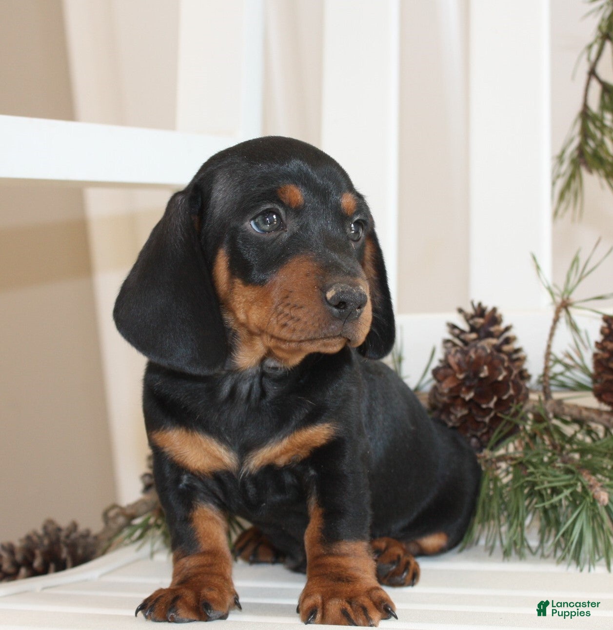 Miniature Dachshund dogs Chase - Ad 29