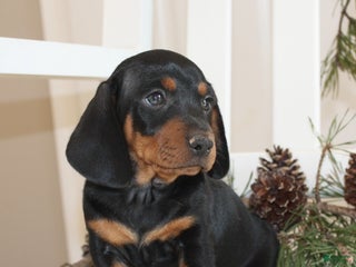 Miniature Dachshund dogs Chase - Ad 29