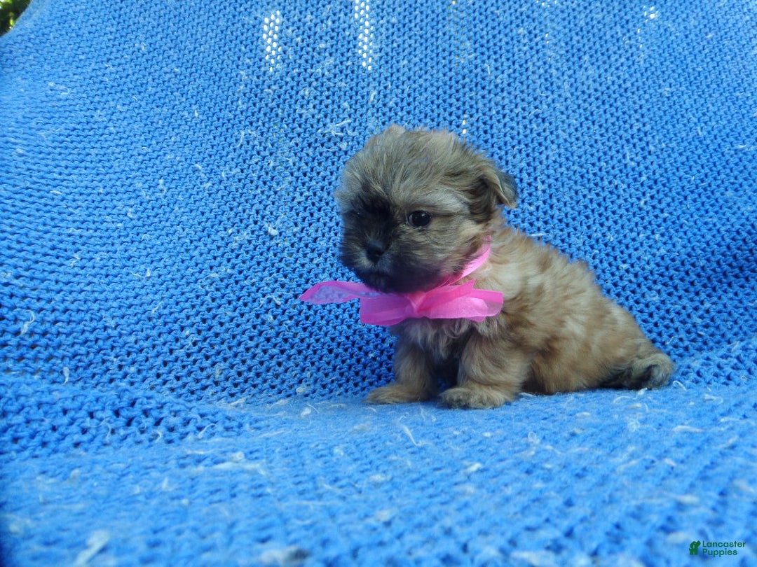 Shihpoo dogs for sale: Olivia - Ad 1