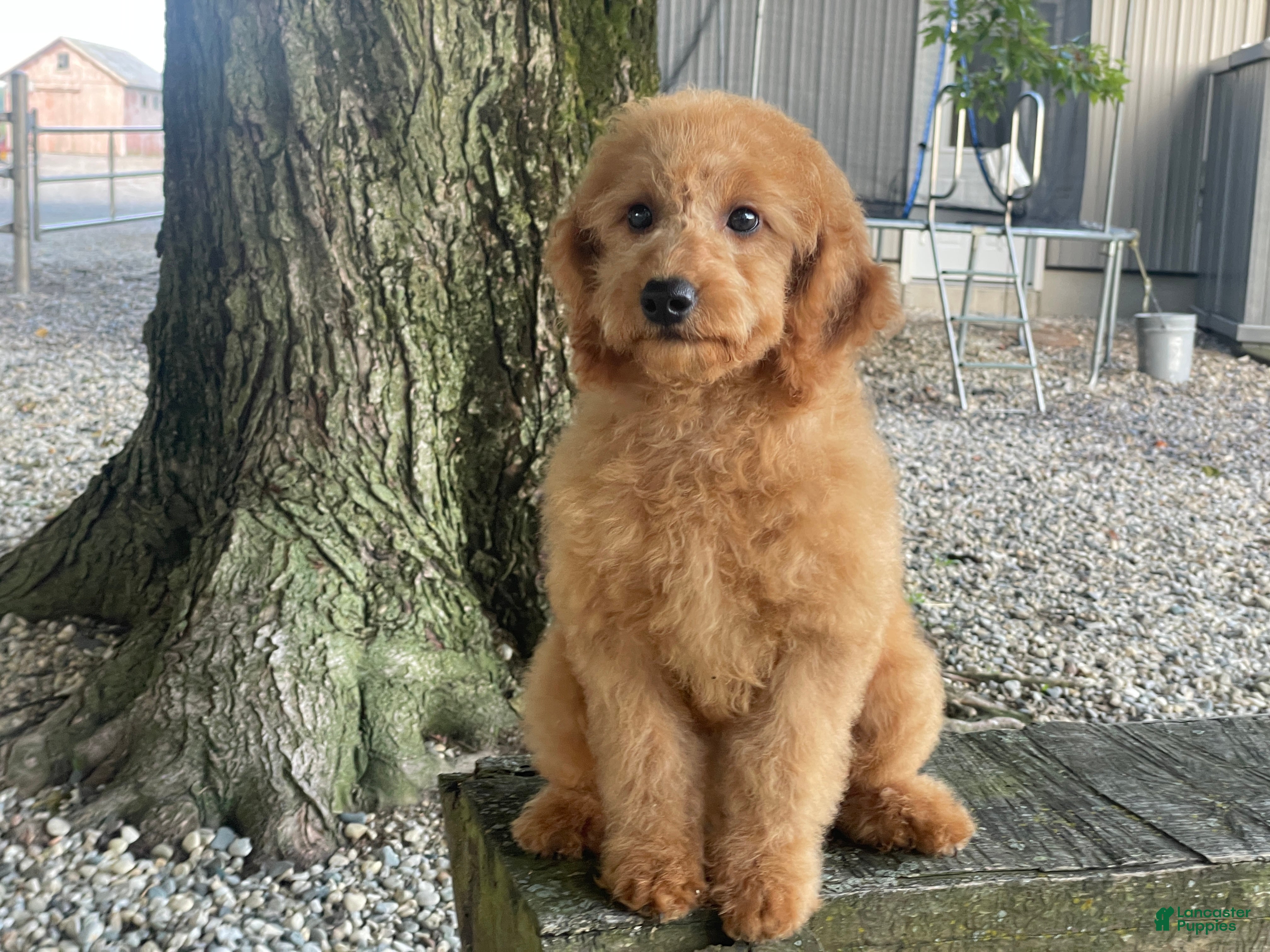 Mini Goldendoodle dogs Milie Mini Goldendoodle  - Ad 2
