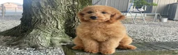 Mini Goldendoodle dogs for sale: Milie Mini Goldendoodle  - Ad 3