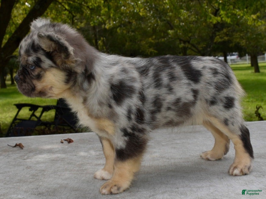 Mixed breed