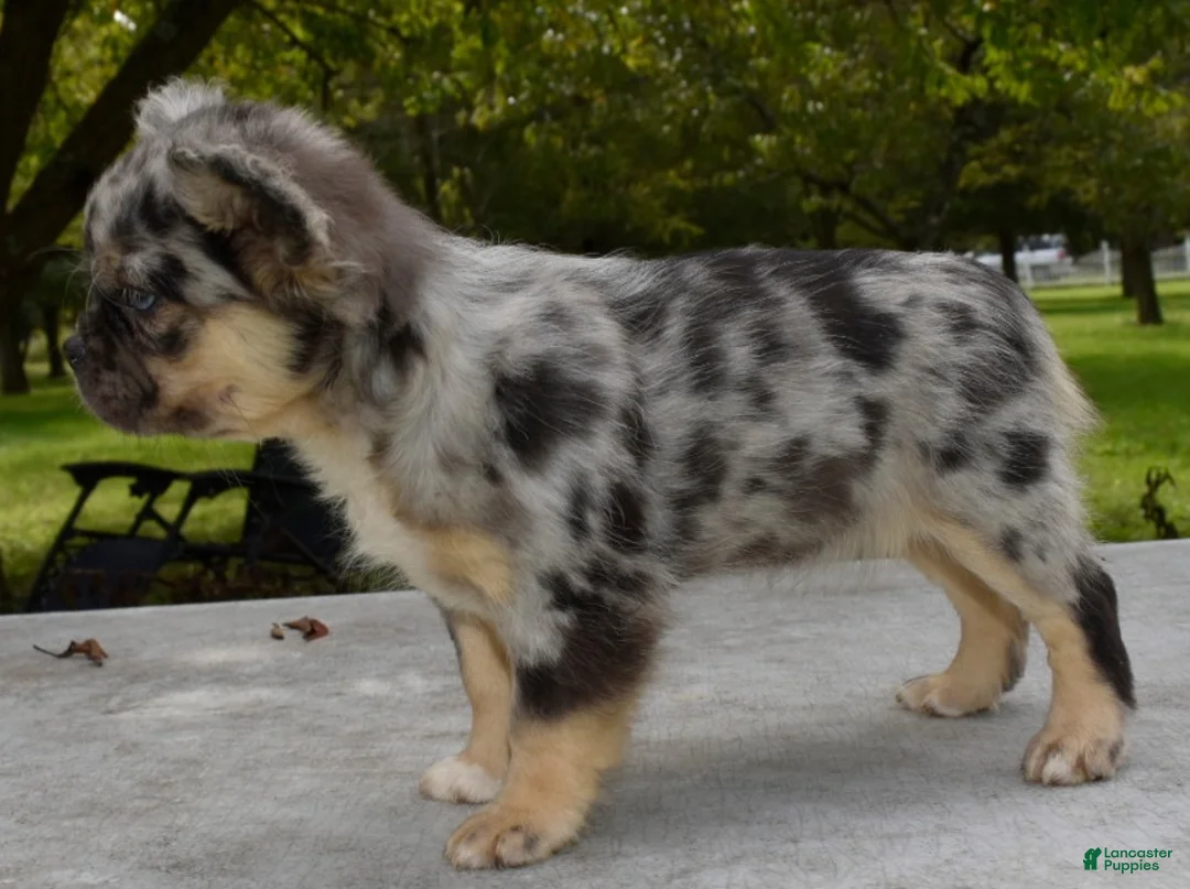 Mixed Breed dogs for sale: Ruby blue eyes merle - Ad 1
