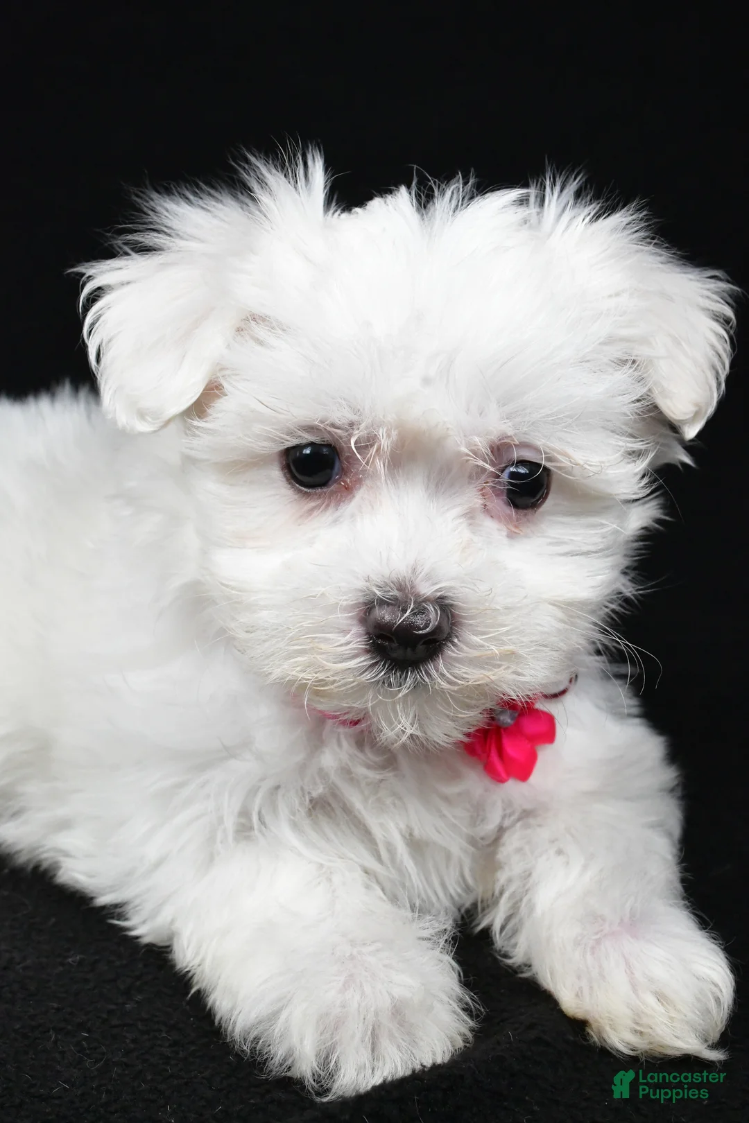 Maltese dogs for sale: Melody - Ad 5