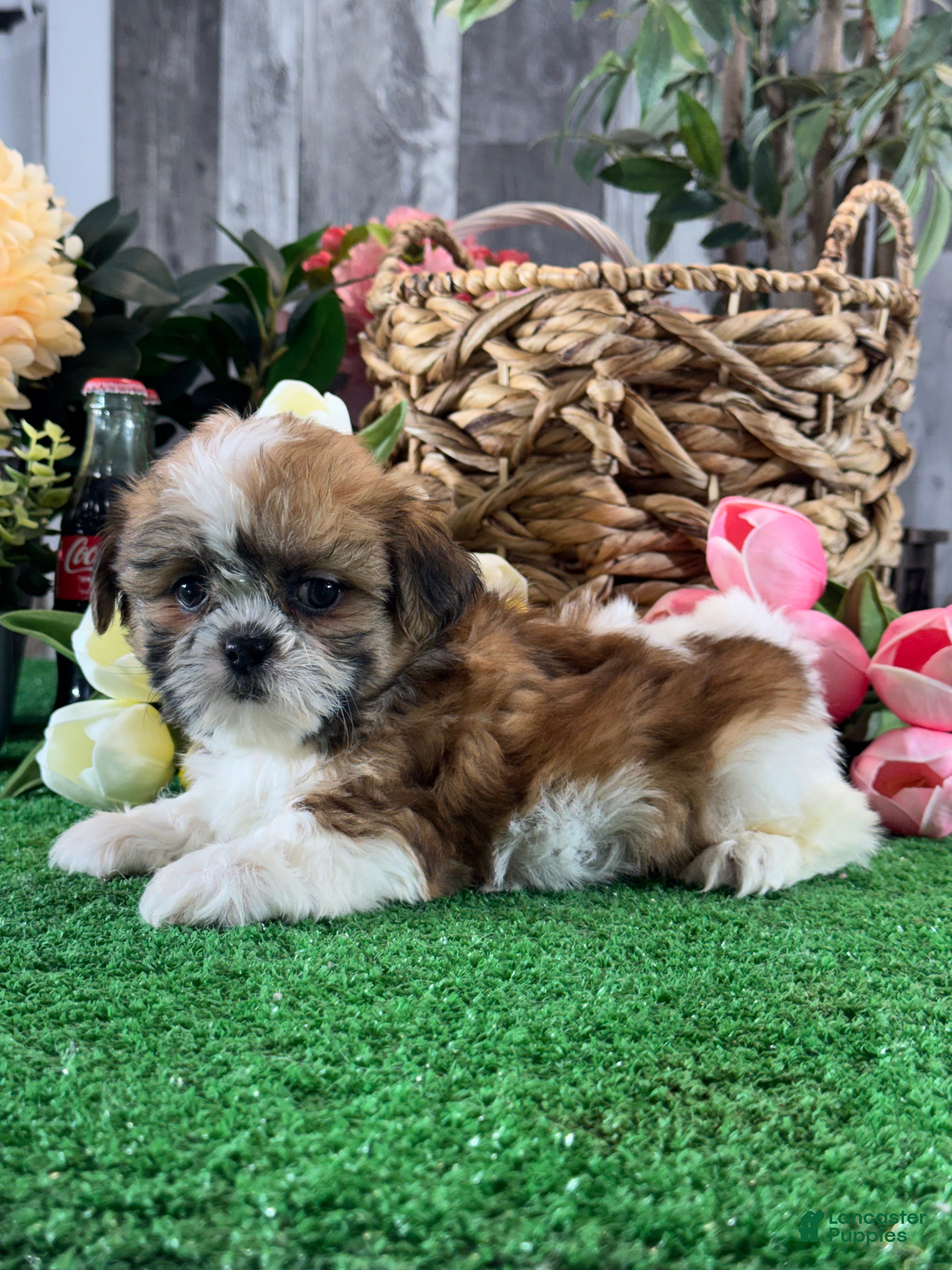 Shih Tzu dogs for sale: Stella🍕 - Ad 4