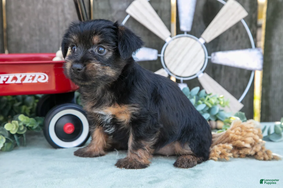 Yorkshire Terrier dogs for sale: Cookie - Ad 6