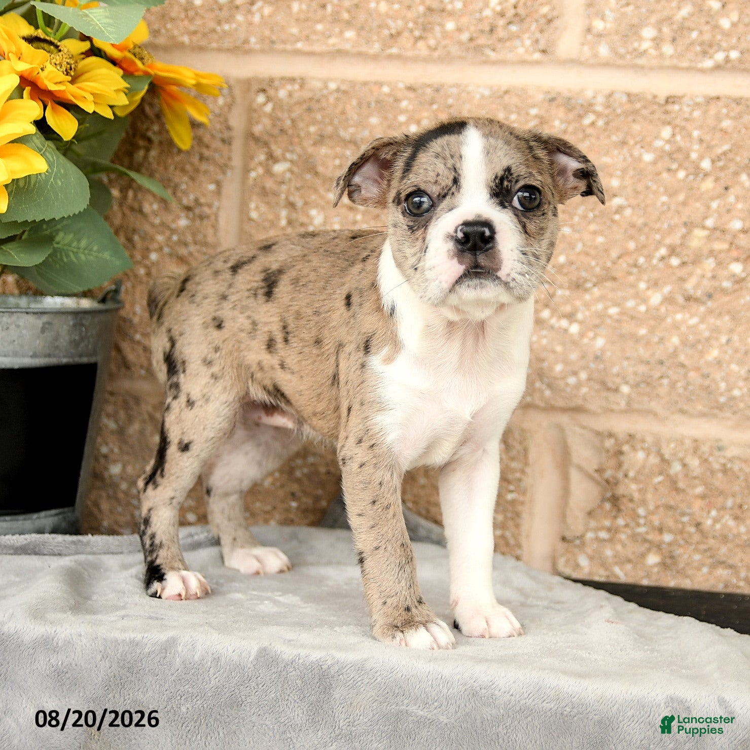 Boston Terrier dogs Monica - Ad 1