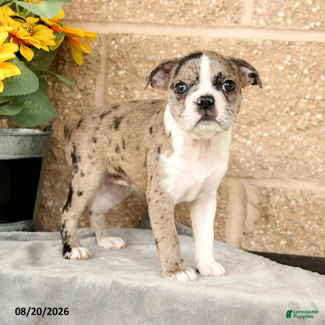 Boston Terrier dogs for sale: Monica - Ad 1