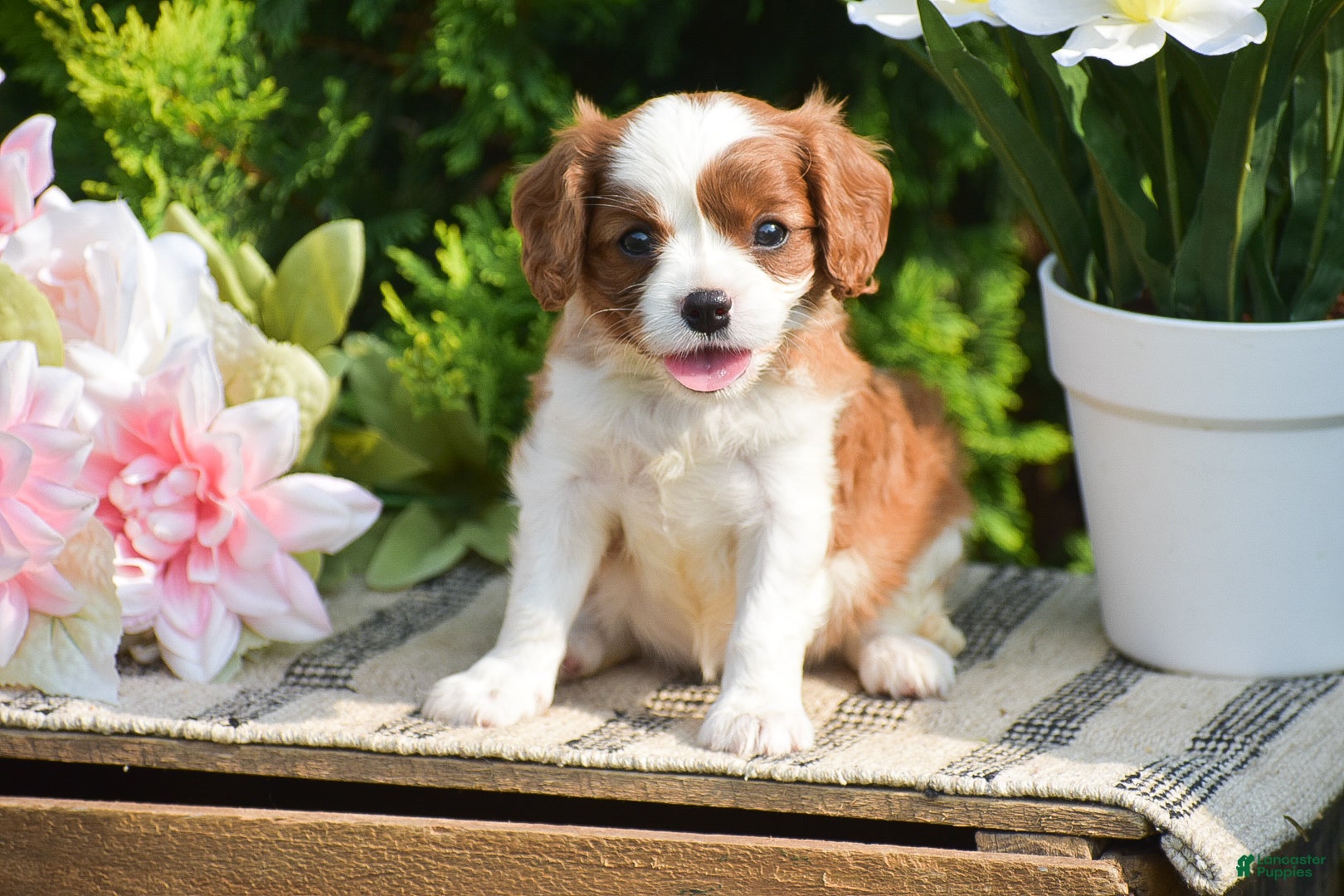 Cavalier King Charles Spaniel dogs Sugar - Ad 1
