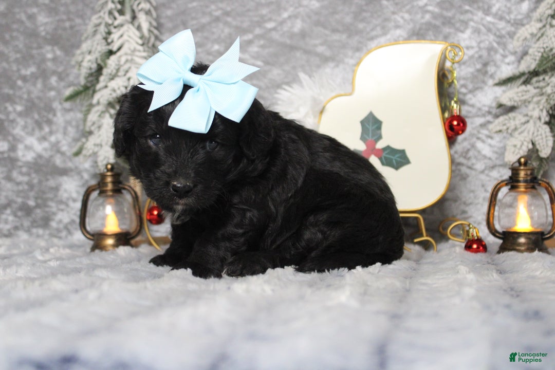Aussiedoodle dogs for sale: Mia  - Ad 5
