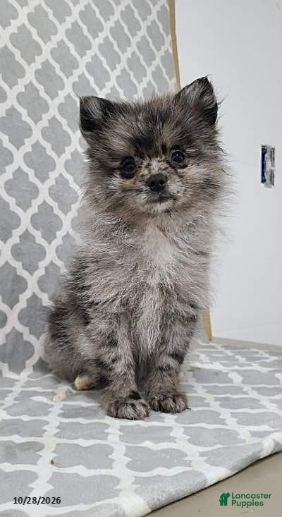 Pomeranian dogs for sale: Aden - Ad 1