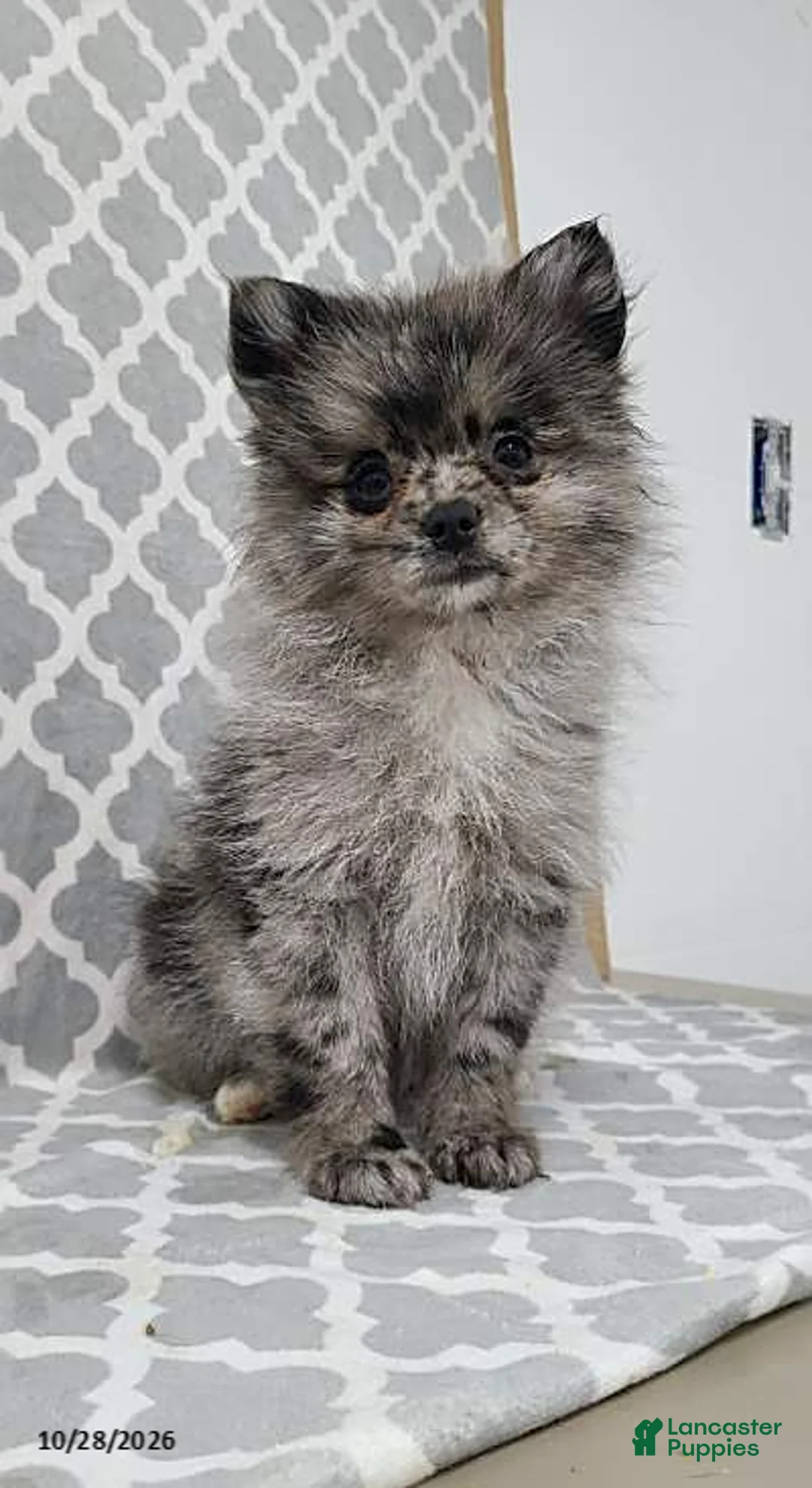 Pomeranian dogs for sale: Aden - Ad 1