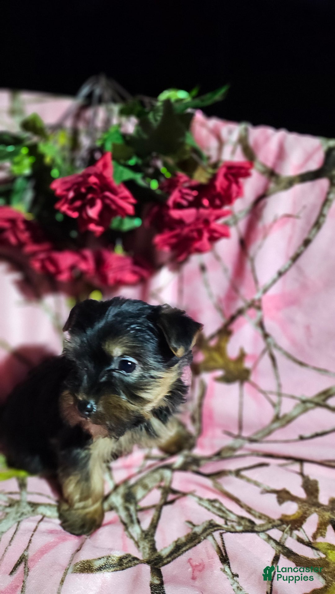 Morkie dogs for sale: Jill - Ad 4
