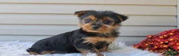Yorkshire Terrier dogs for sale: Dreamer - Ad 3
