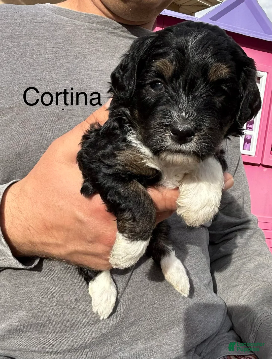 Bernedoodle dogs for sale: Cortina - Ad 1
