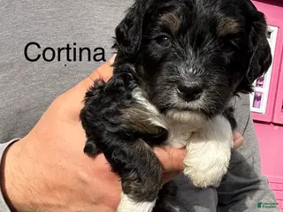 Bernedoodle dogs Cortina - Ad 3