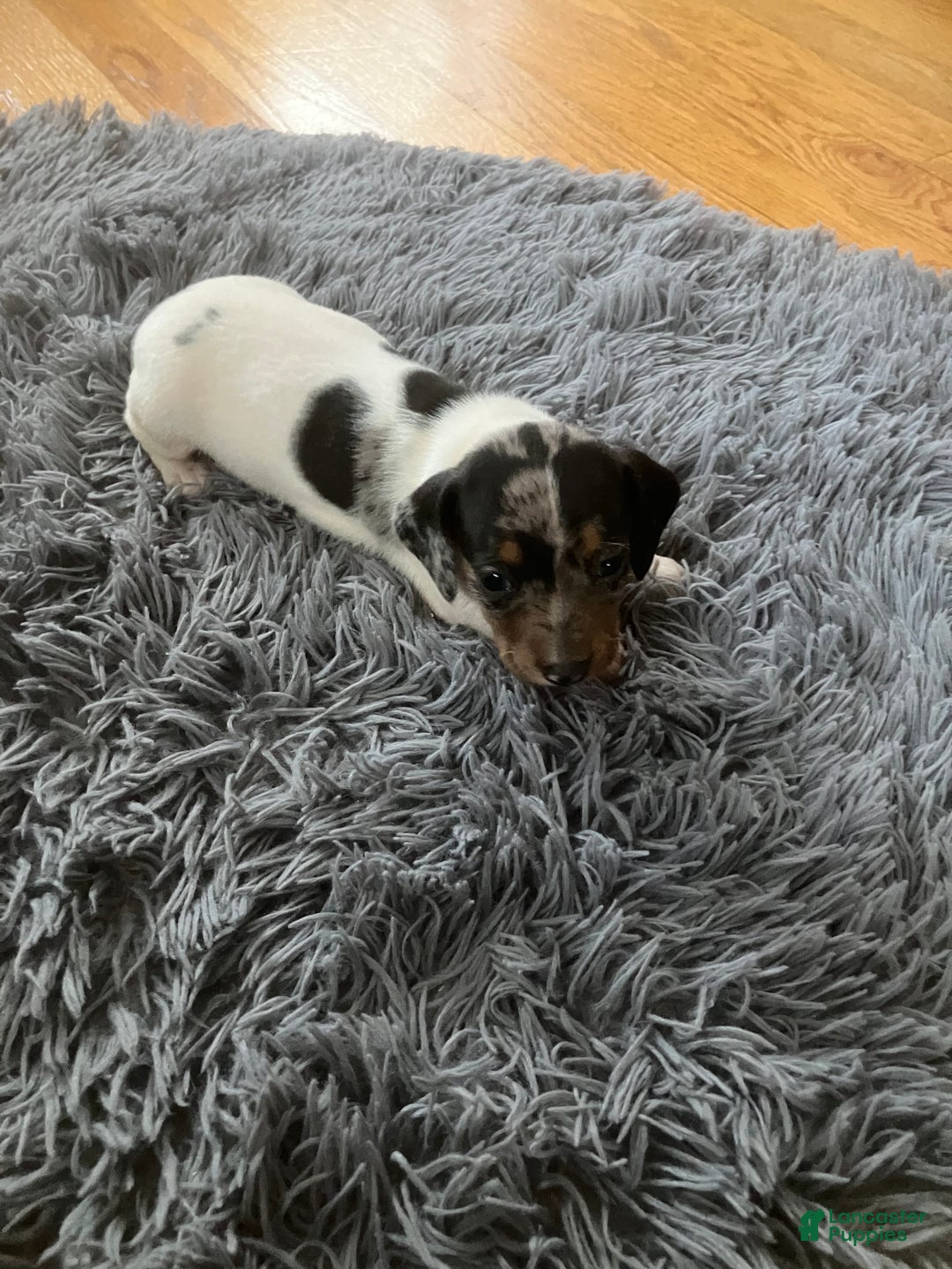 Miniature Dachshund dogs for sale: Akc Maybelle - Ad 5