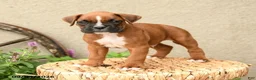 Boxer dogs for sale: Brody - Ad 5