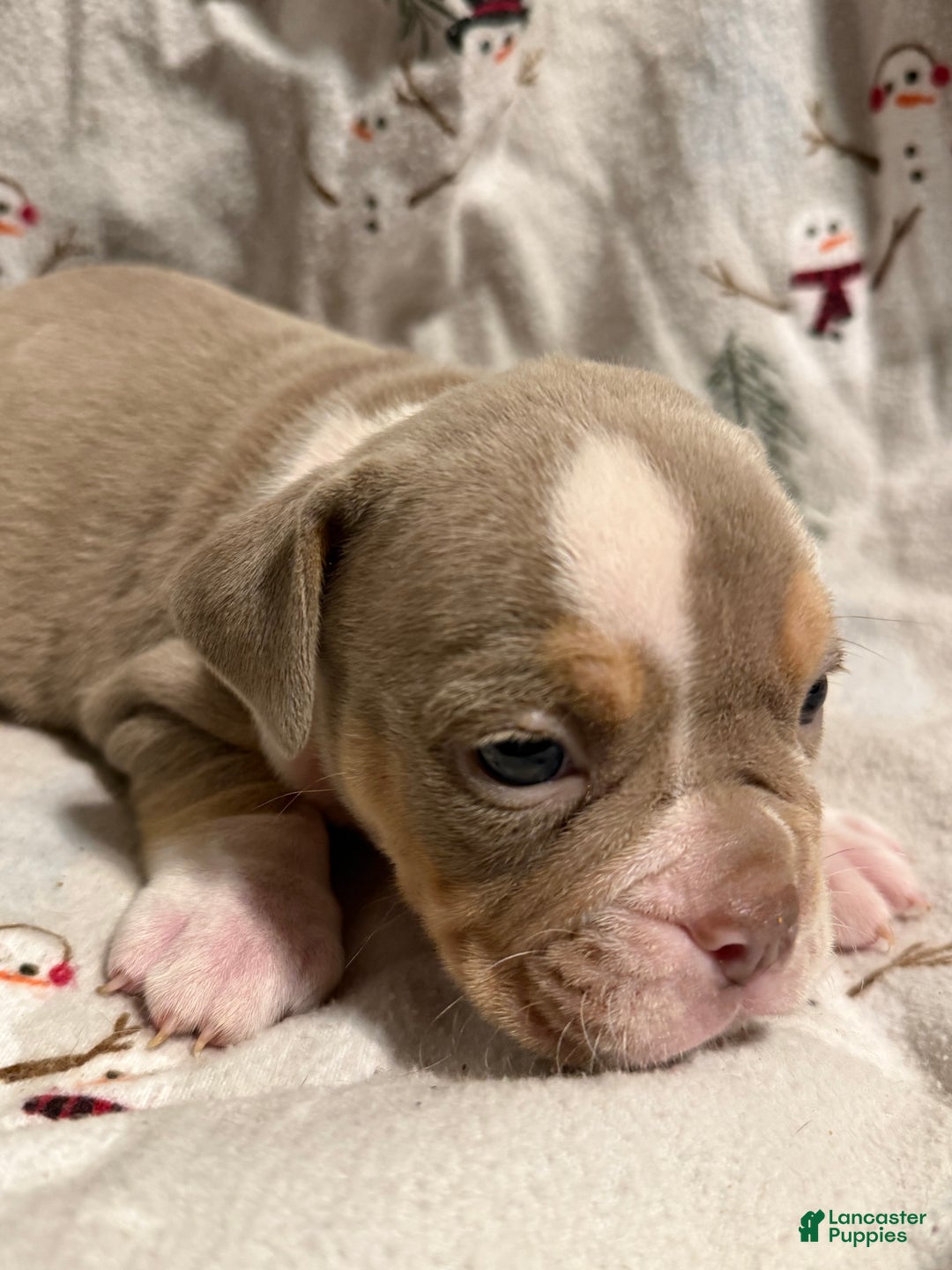 Olde English Bulldogge dogs for sale: Spencer - Ad 2