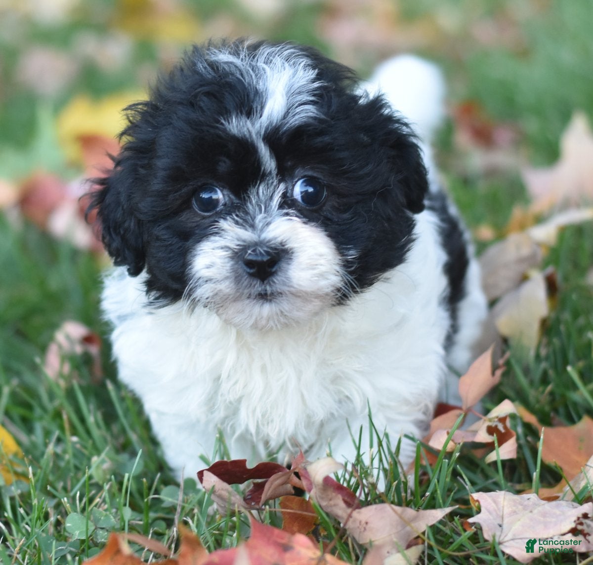 Teddy Bear dogs Arnellie - Ad 1