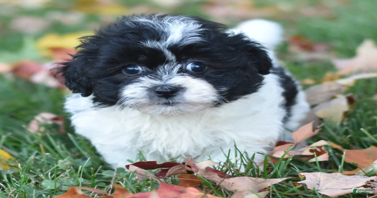 Shichon Puppies for sale | Lancaster Puppies