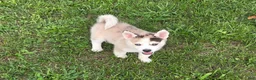 Pomsky dogs for sale: Peanut  - Ad 6