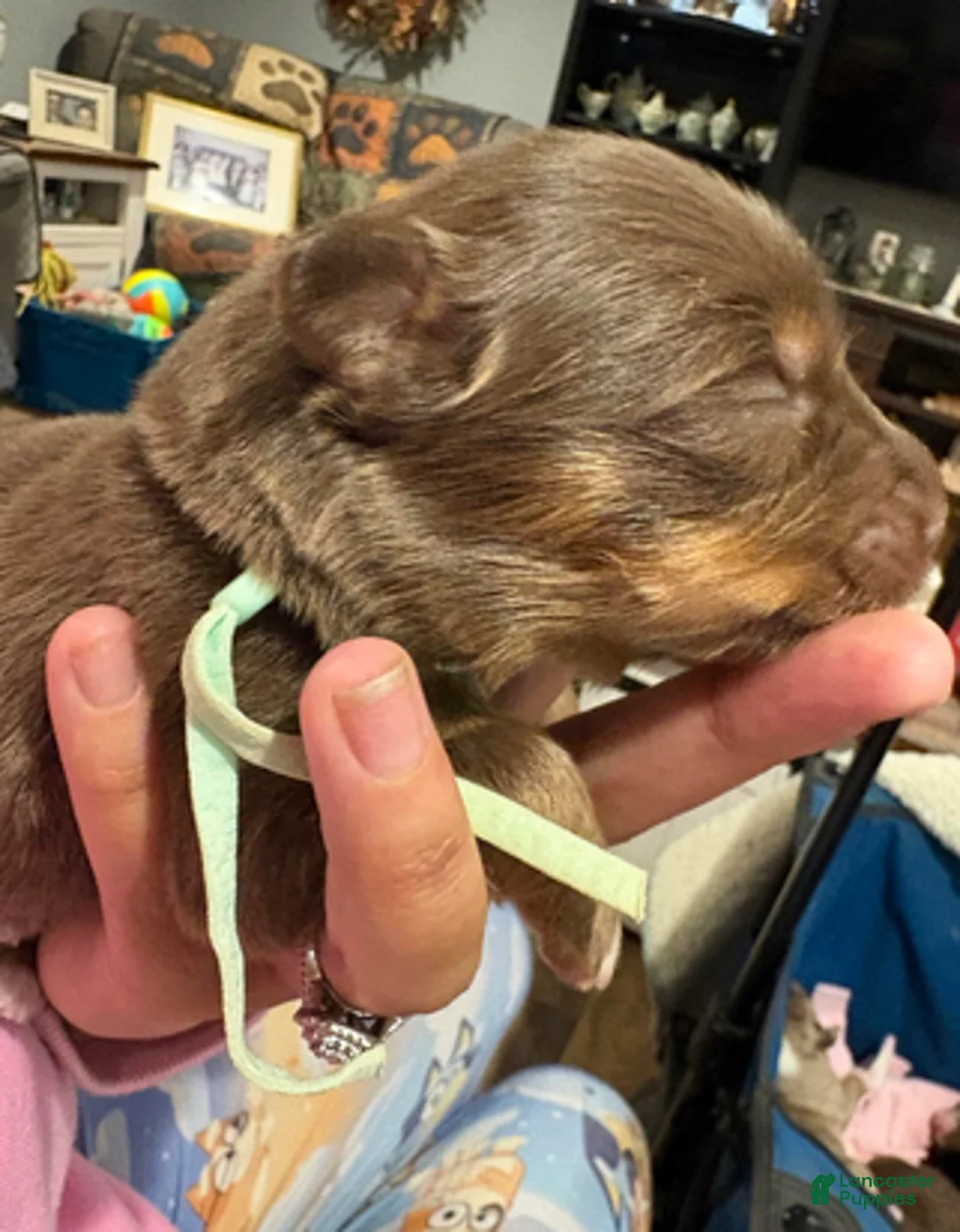 Australian Shepherd dogs for sale: Darla - Ad 2