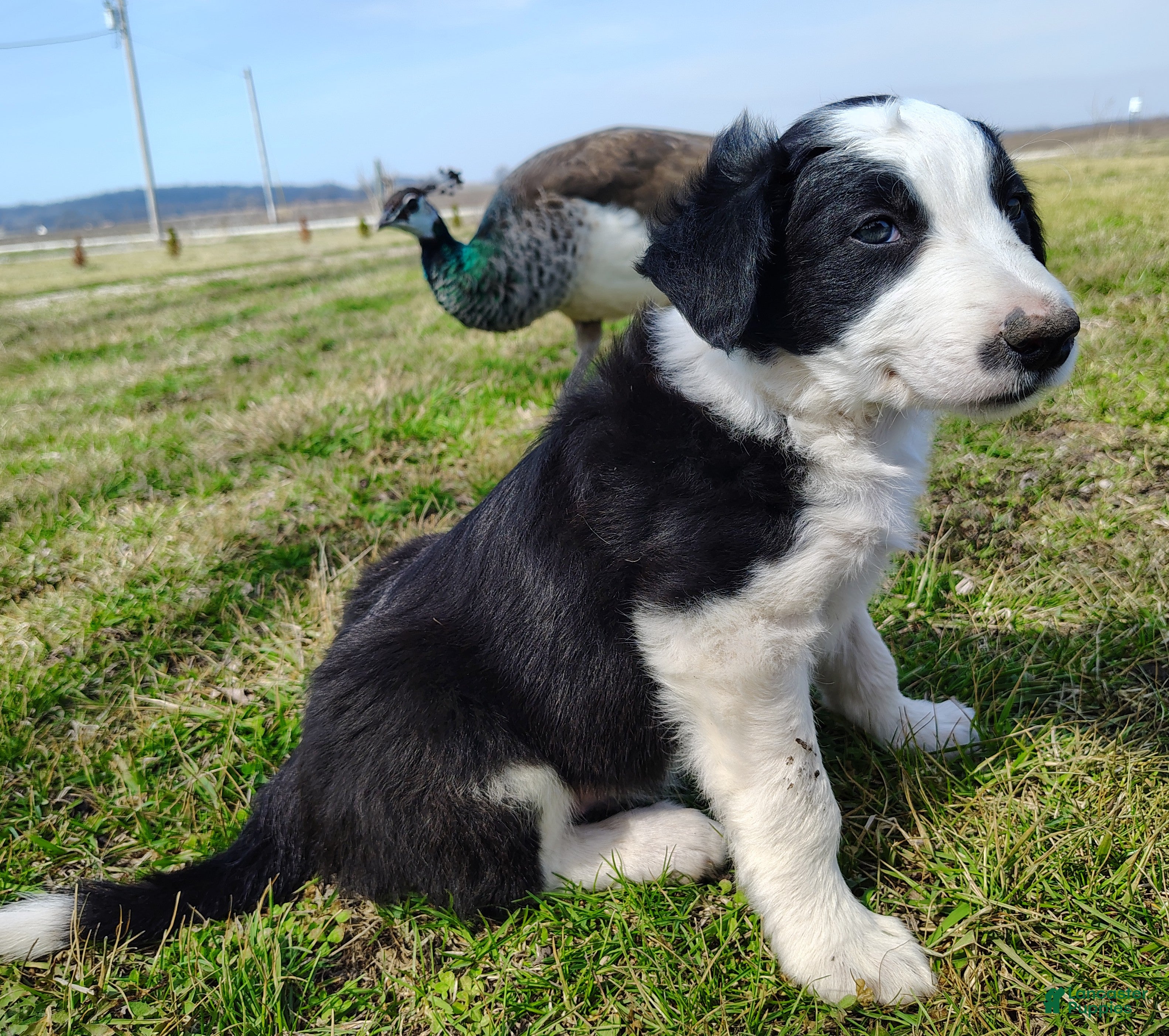Border Collie dogs Chex - Ad 2