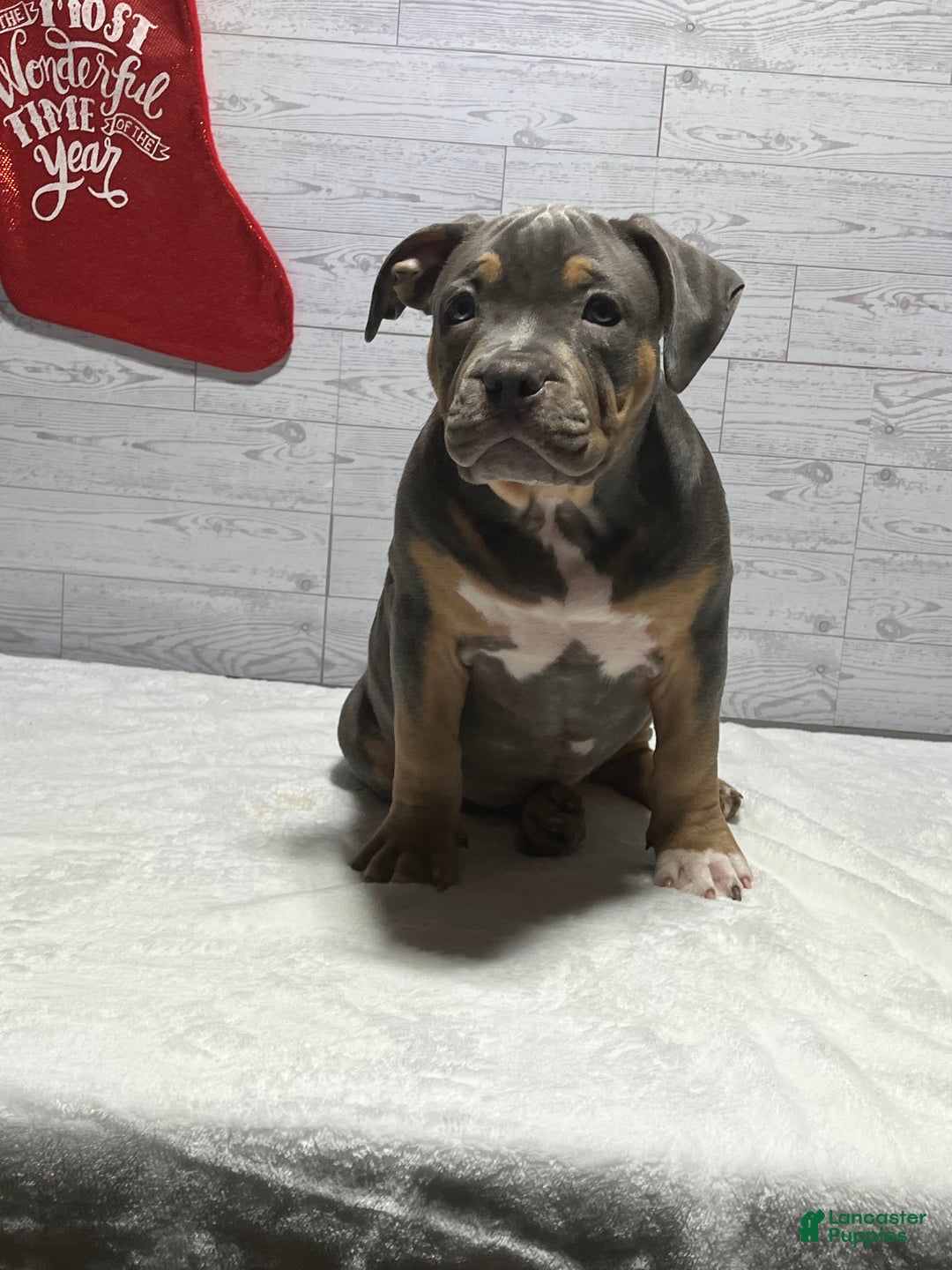American Bully dogs for sale: Elsa - Ad 2